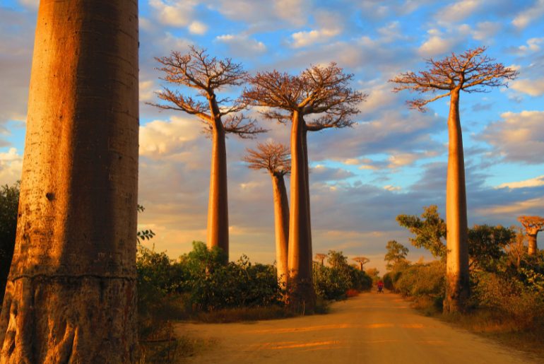 madagascar trees