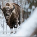 Study Finds 170 Bison Herd Could Offset CO2 Equal To