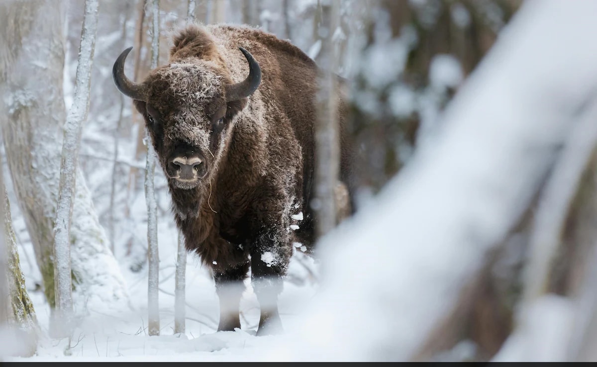 Study Finds 170 Bison Herd Could Offset CO2 Equal To 2 Million Cars: Current Affairs Question and Answers