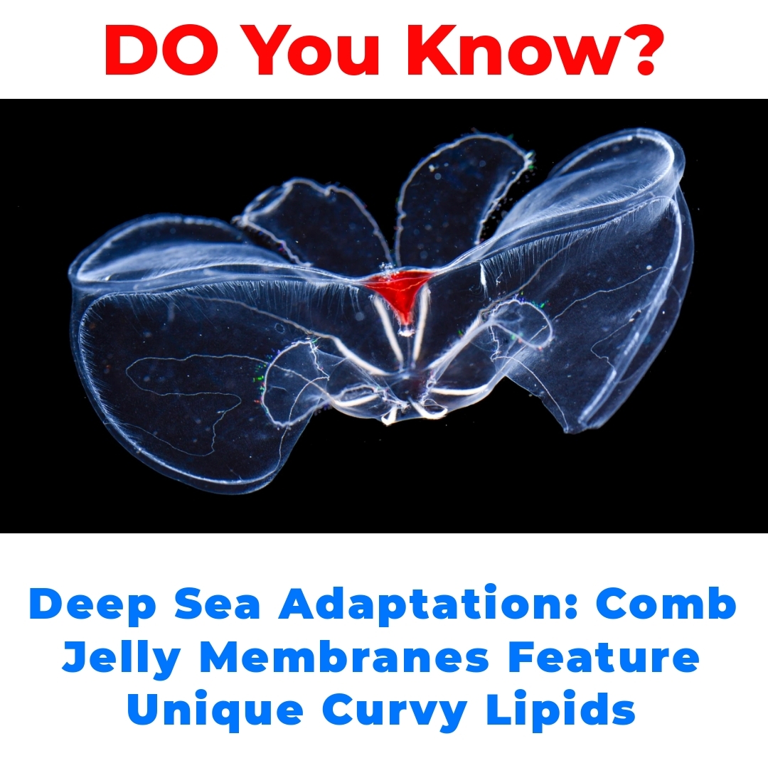 Deep Sea Adaptation: Comb Jelly Membranes Feature Unique Curvy Lipids